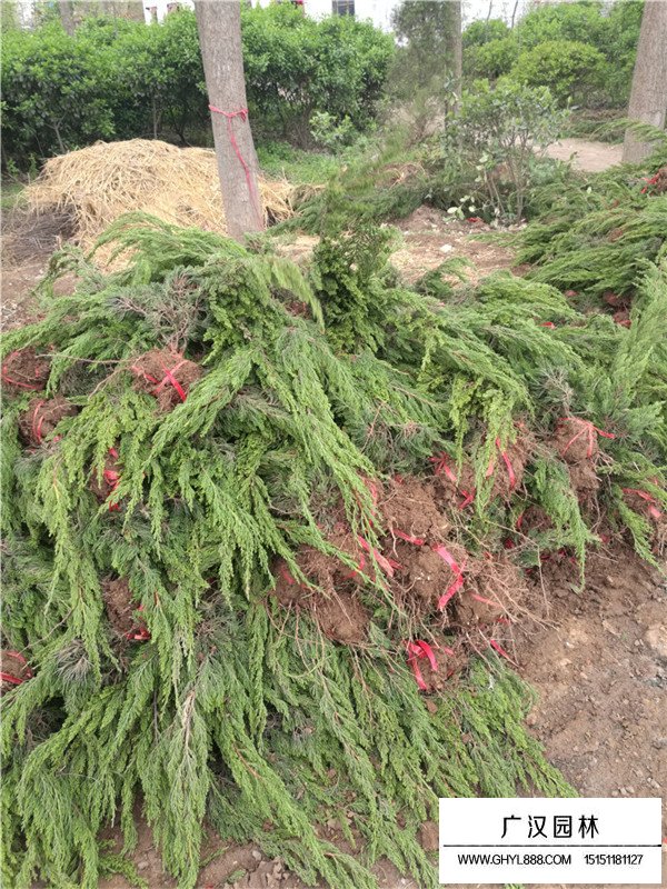 龍柏繁殖方法(圖2)