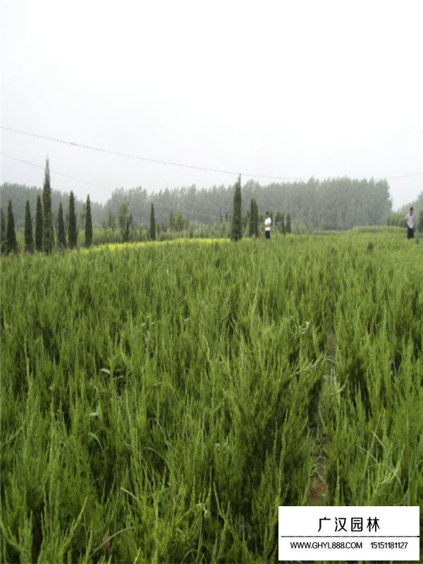 龍柏的主要散布范圍(圖1)