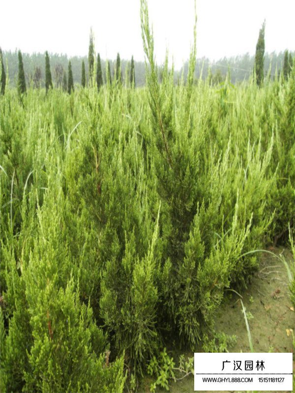 龍柏市場行情(圖2)