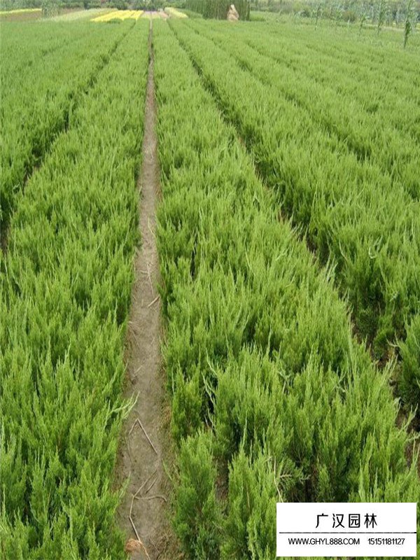 龍柏市場行情(圖4)