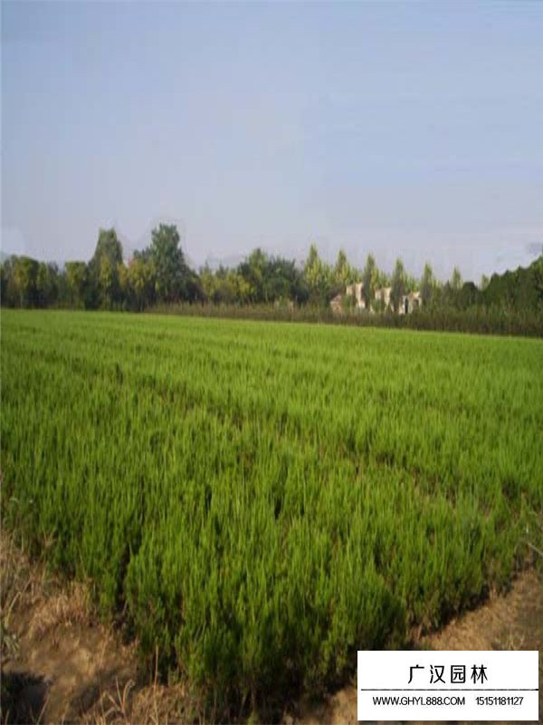 近期龍柏的市場(chǎng)行情怎么樣(圖2)