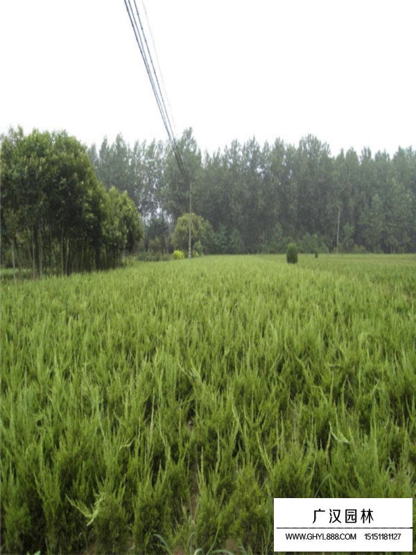 近期龍柏的市場(chǎng)行情怎么樣(圖3)