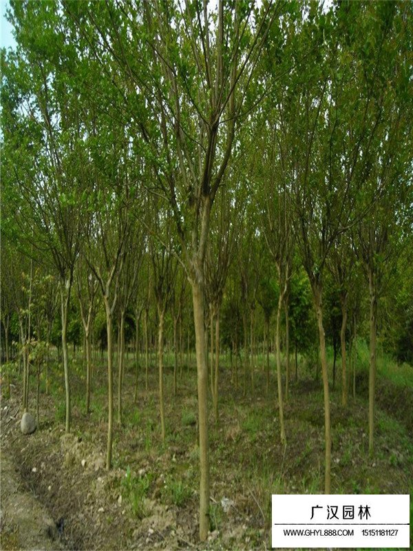 紫薇樹的主要病蟲害及防治方法(圖1)