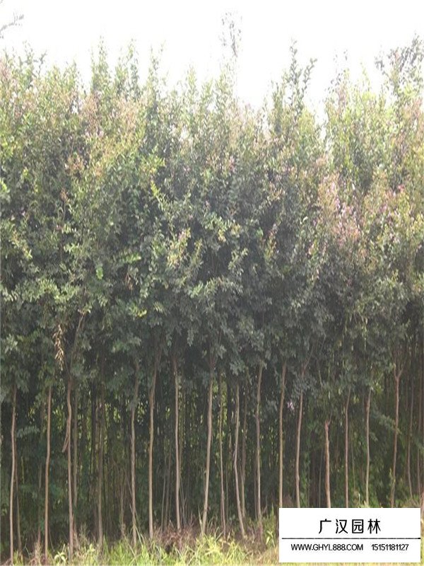 紫薇樹的主要病蟲害及防治方法(圖2)