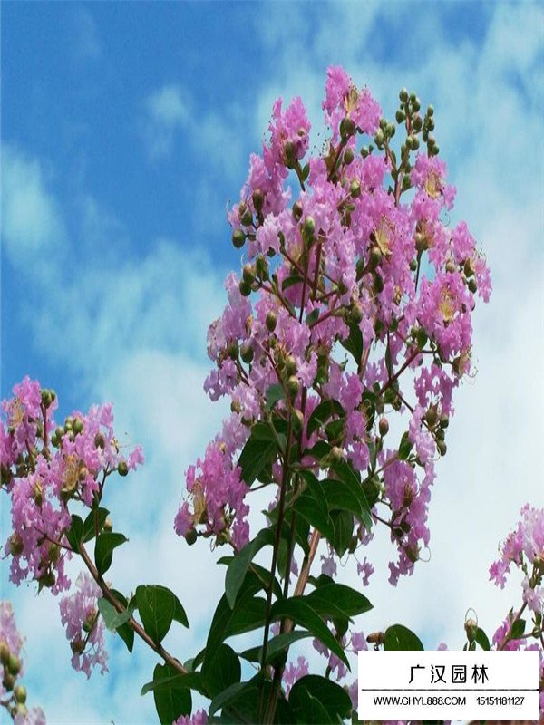 紫薇樹(shù)病蟲害防治(圖3)