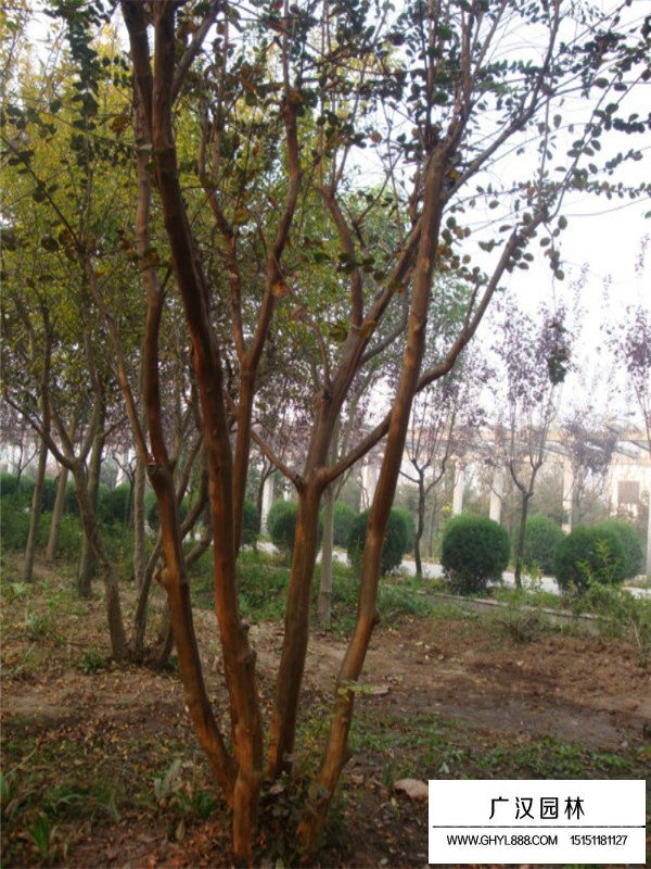 常見(jiàn)的紫薇樹(shù)品種(圖4)