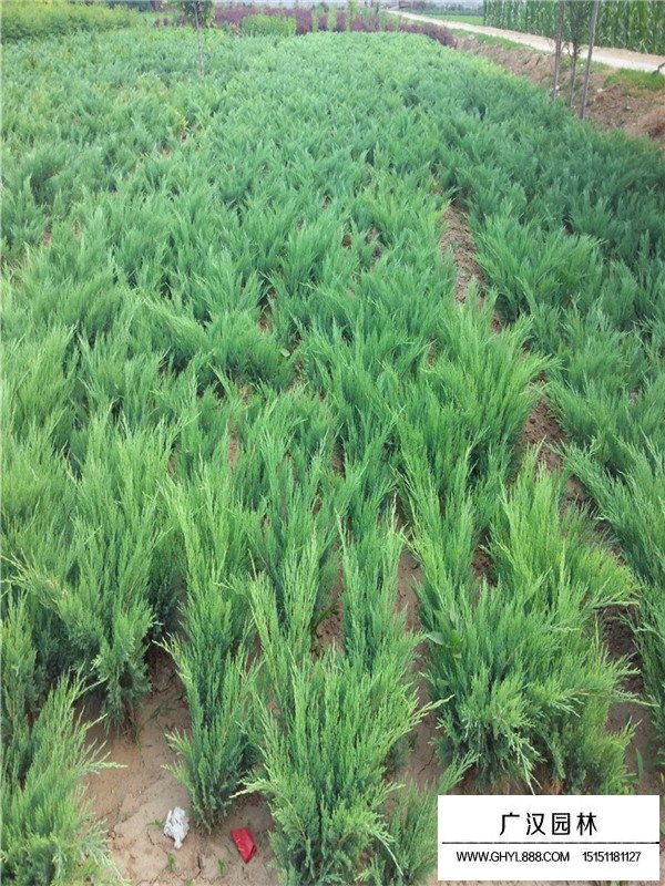 沙地柏綠化價值(圖3)