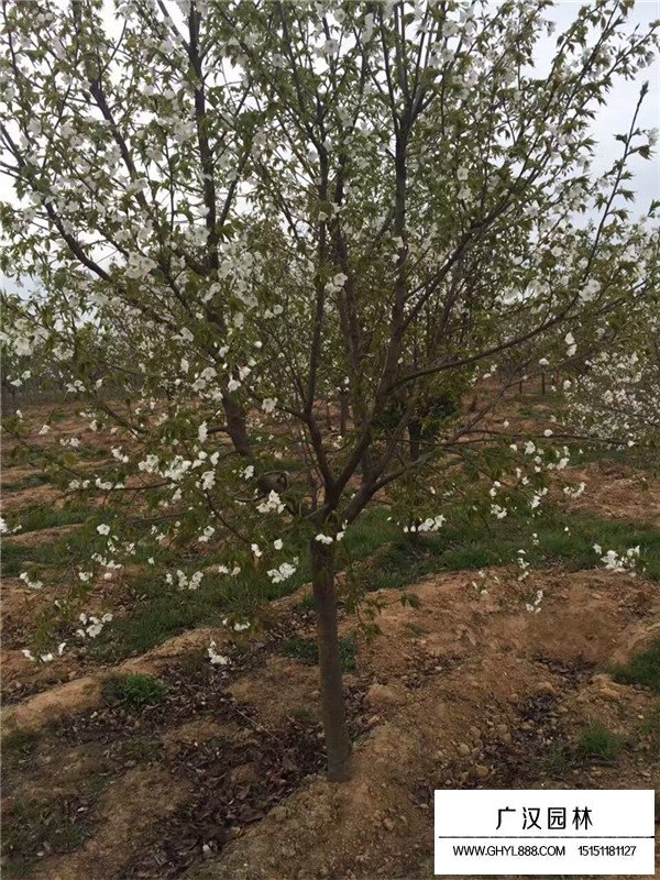 常見(jiàn)的櫻花品種(圖1)