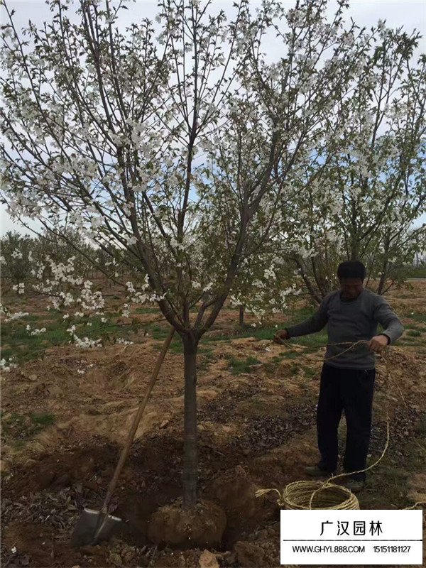 櫻花品種介紹(圖2)