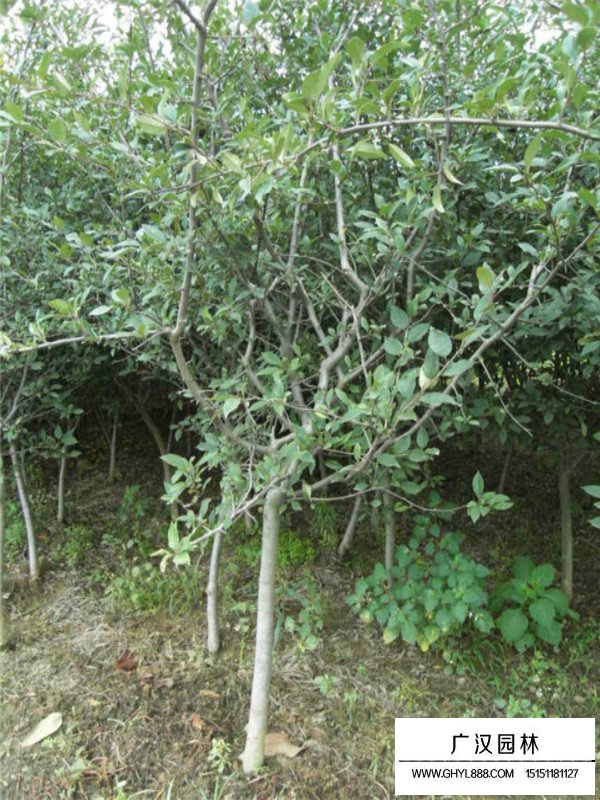 垂絲海棠分布在哪里(圖4)