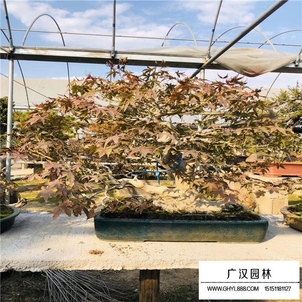 山紅葉盆景(圖3)