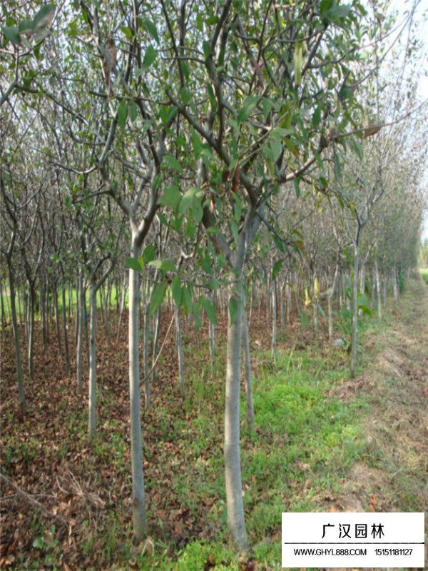 垂絲海棠的病蟲害(圖2)