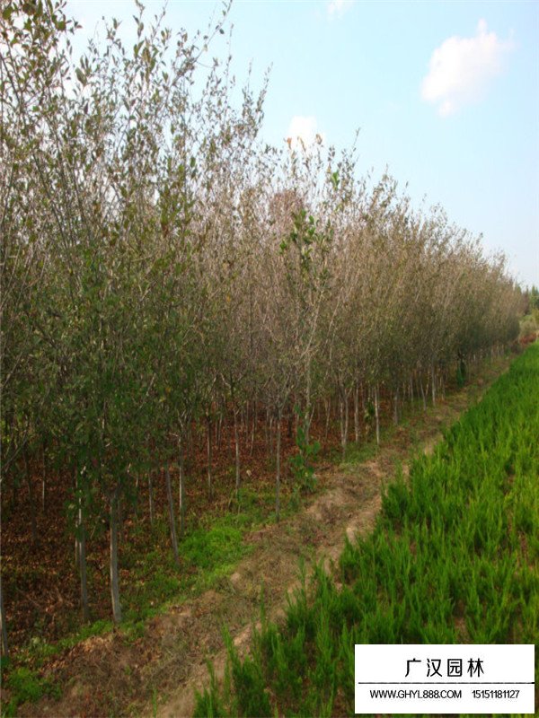 垂絲海棠的病蟲害(圖3)