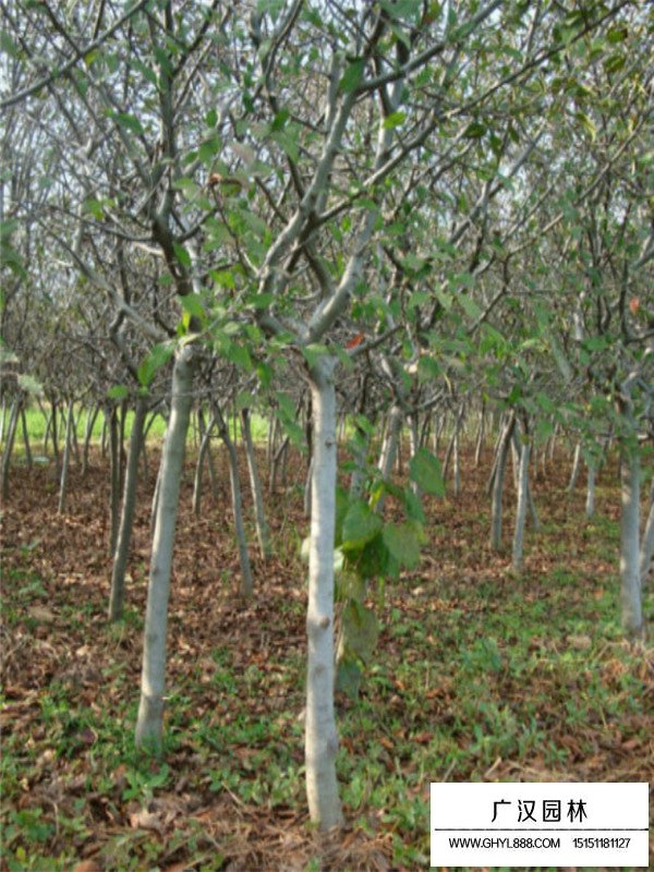 垂絲海棠病蟲(chóng)害管理(圖3)