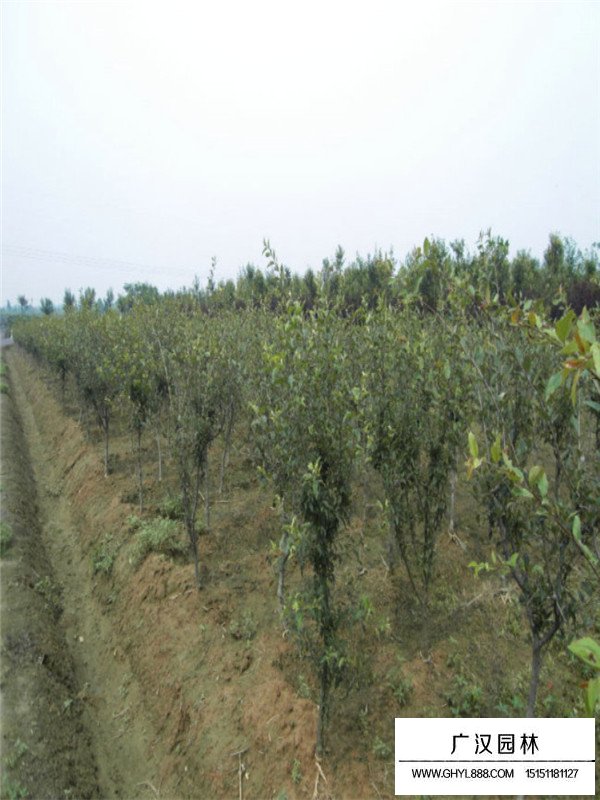 垂絲海棠的培殖方法(圖4)