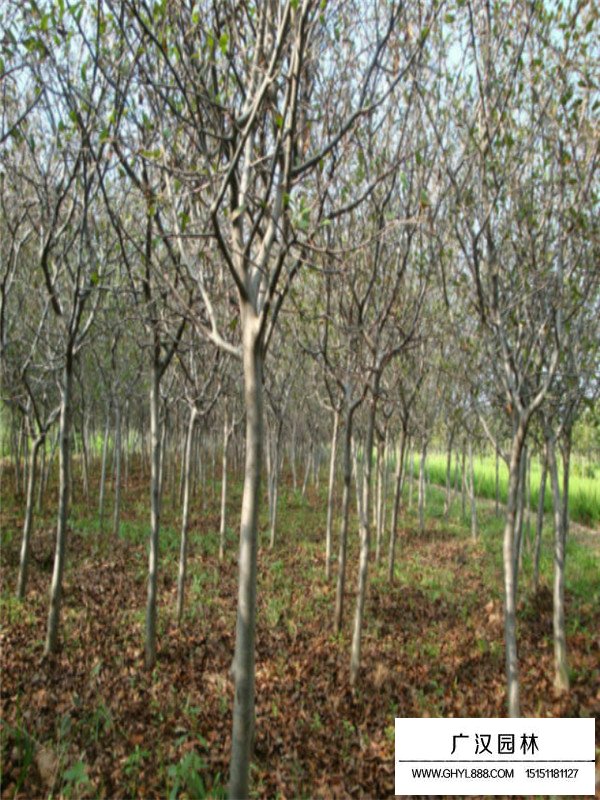 垂絲海棠盆景的制作方法(圖1)