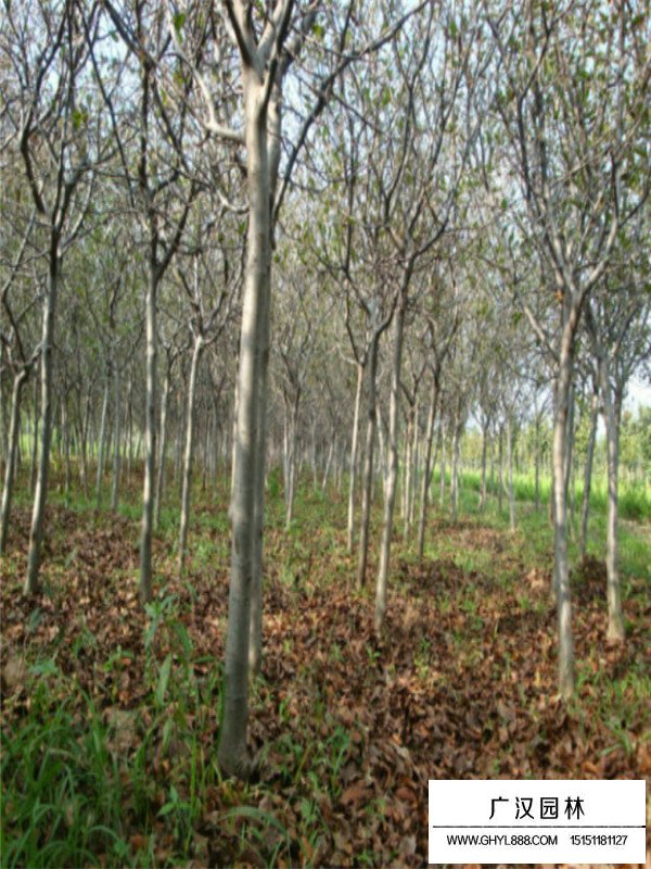 垂絲海棠盆景的制作方法(圖2)