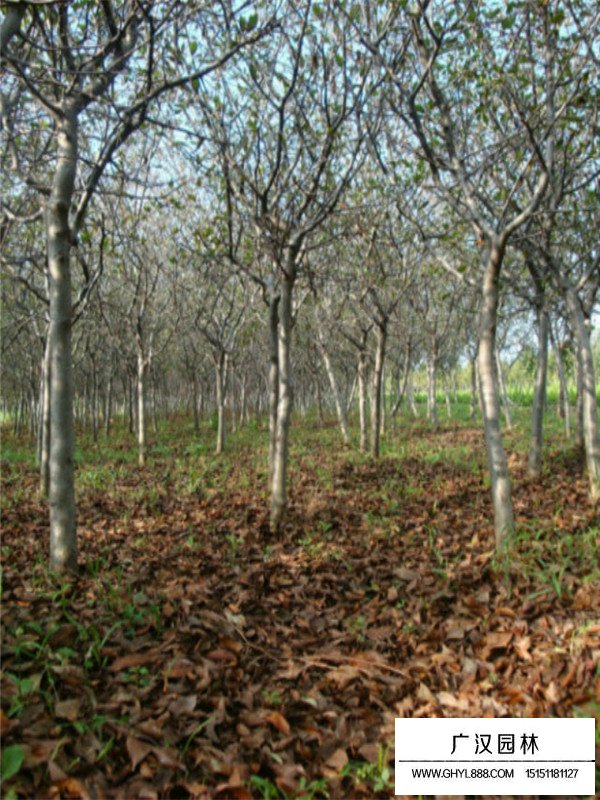 垂絲海棠盆景的制作方法(圖3)