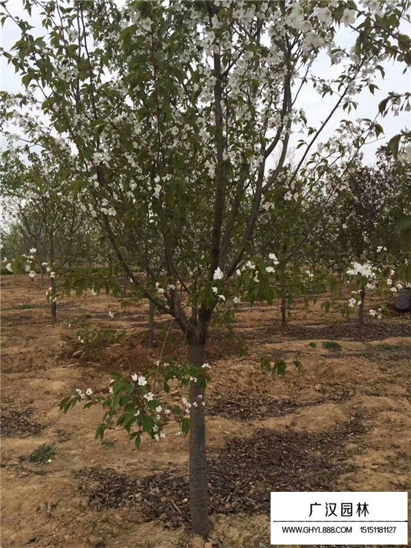 櫻花的病蟲害(圖2)