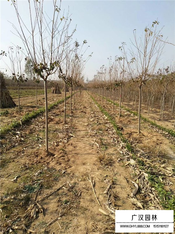 櫻花的病蟲害管理(圖3)