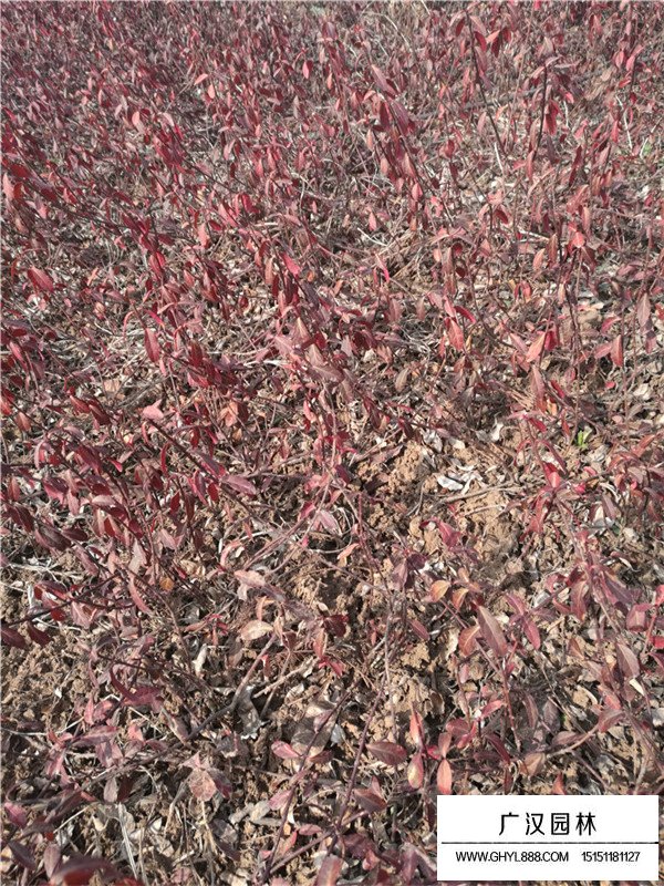 扶芳藤和小葉扶芳藤區(qū)別(圖6)