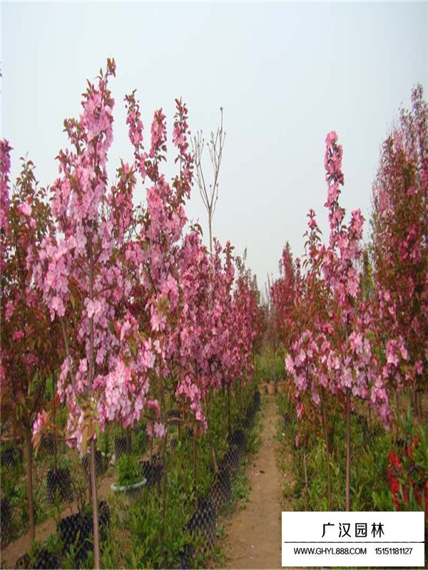 木瓜樹開花結(jié)果的時(shí)間(圖1)