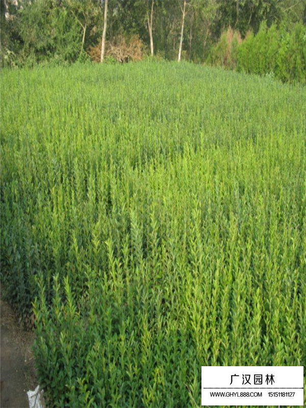 如何制作與養(yǎng)護水蠟盆景(圖1)