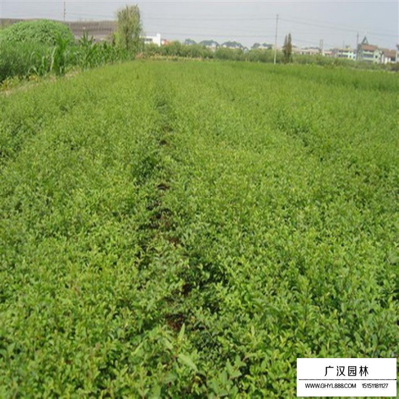 如何制作與養(yǎng)護水蠟盆景(圖4)