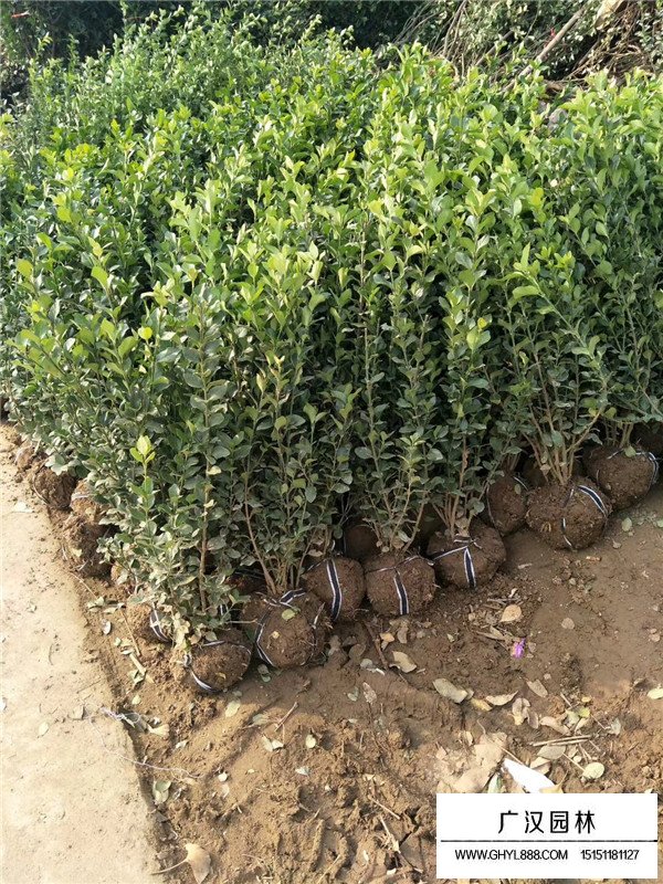 衛(wèi)矛的相干信息(圖5)