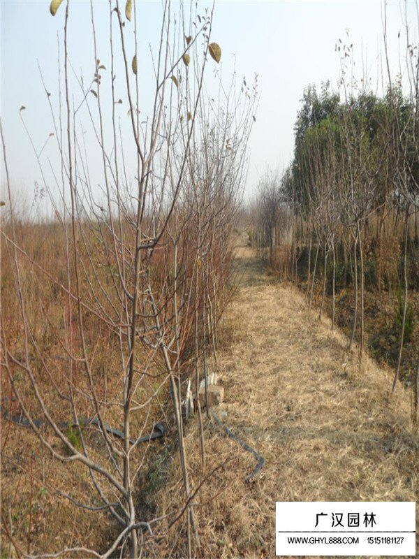 木瓜樹(shù)基地分布在哪里(圖2)