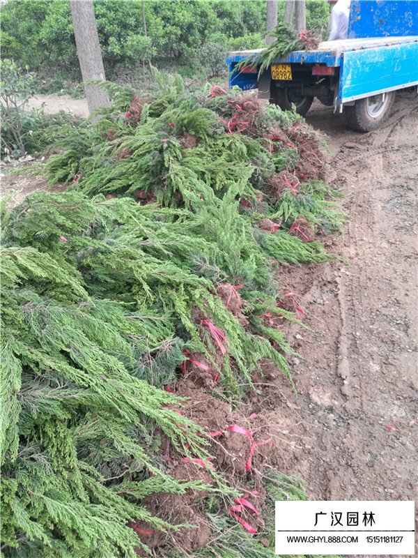 龍柏病蟲害防治(圖2)