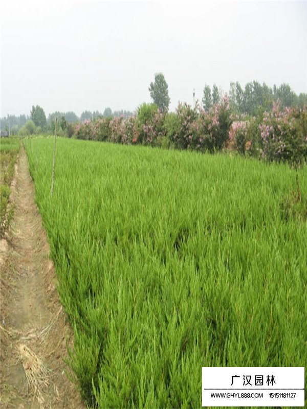 龍柏病蟲害防治(圖4)