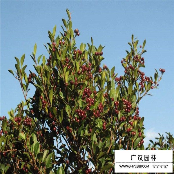 赤楠種子價(jià)格貴嗎(圖1)