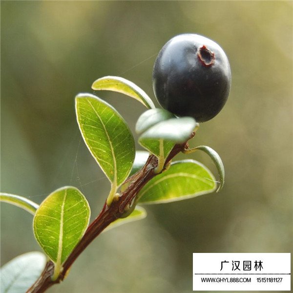 赤楠種子怎樣種植(圖1)