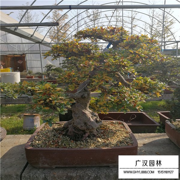 好月杜鵑種子的價格是多少(圖2)