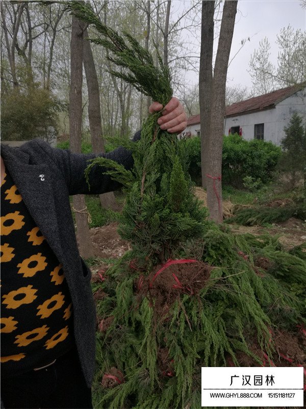 龍柏的價(jià)值(圖1)