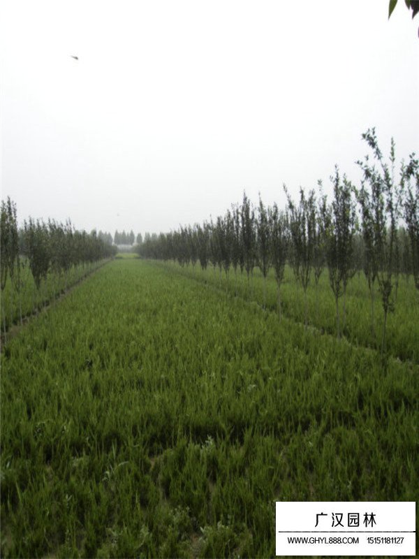 龍柏的作用價值(圖4)