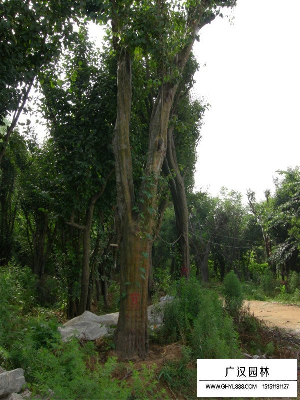 木瓜樹的病蟲害防治(圖2)