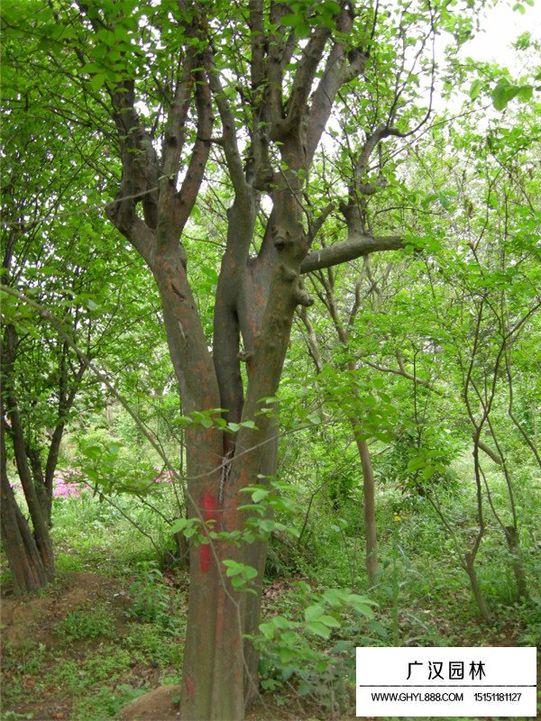 木瓜樹病害防治(圖3)