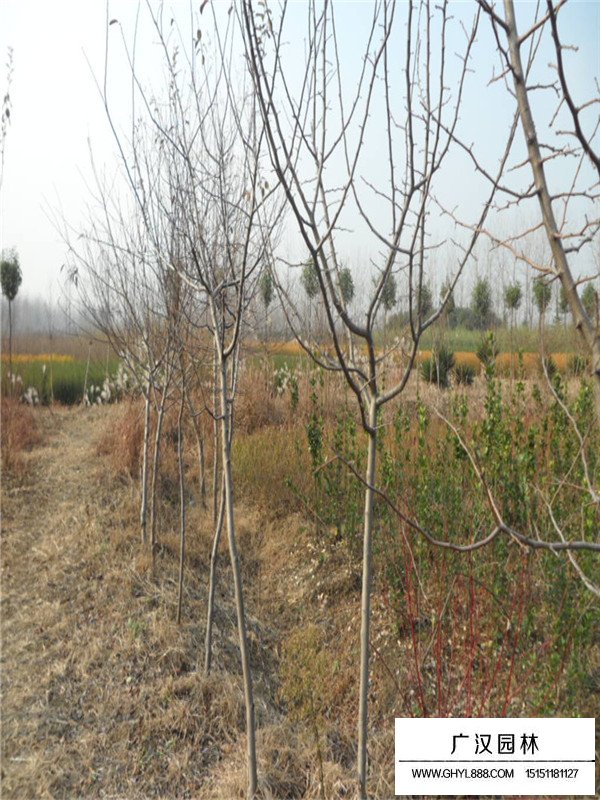 木瓜樹(shù)的主要價(jià)值(圖4)