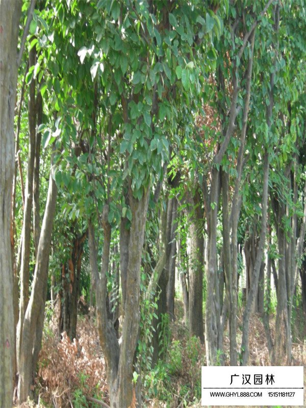 木瓜樹(shù)有什么作用價(jià)值(圖2)