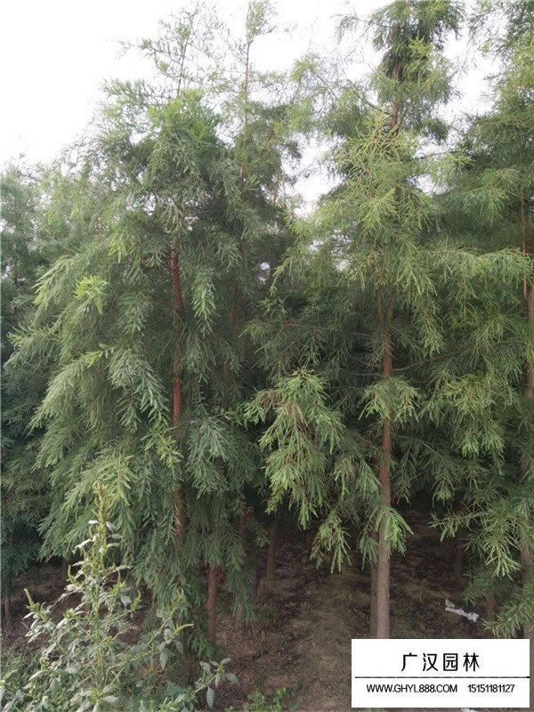 落羽杉的價(jià)格(圖2)