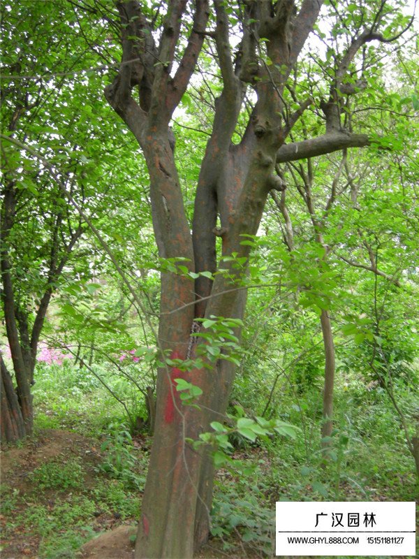 木瓜樹種類(圖2)