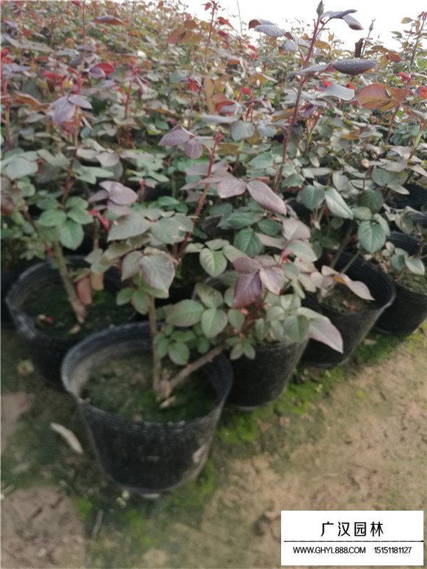 月季市場(chǎng)前景(圖4)