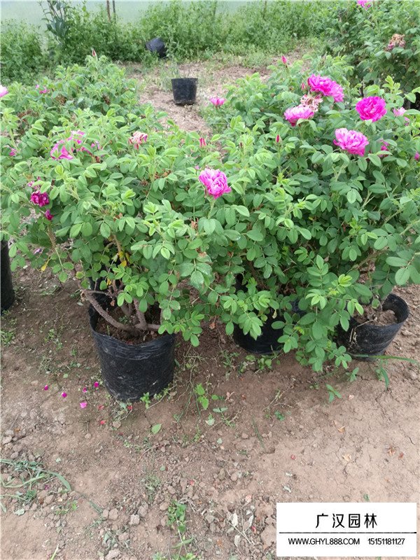 月季花的管理及種植方法(圖2)