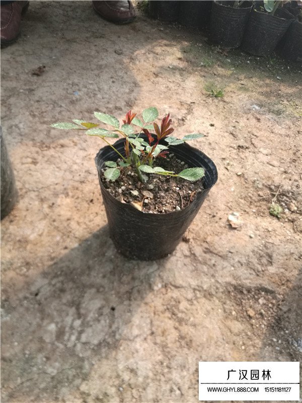 月季花的田間種植方法(圖3)