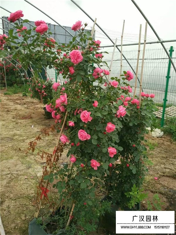 月季花夏季養(yǎng)護方法(圖3)