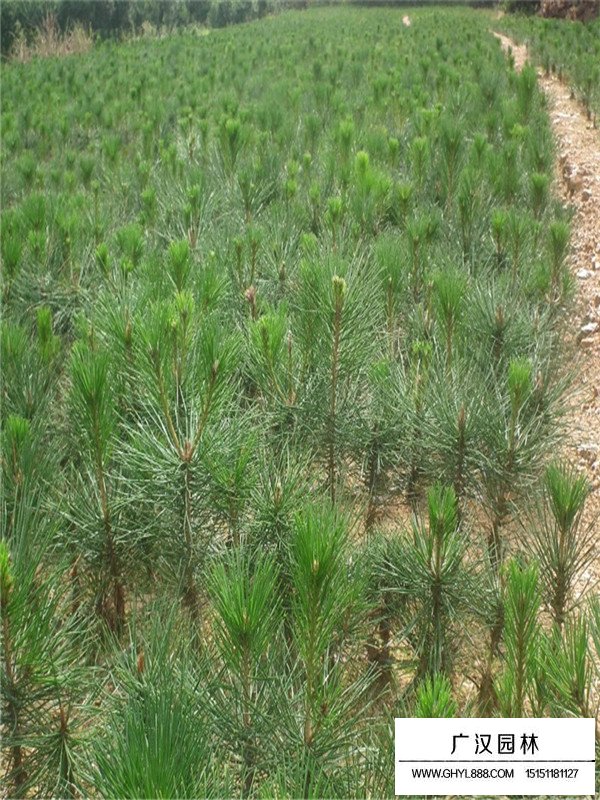 不同規(guī)格松樹(shù)苗批發(fā)價(jià)格(圖4)