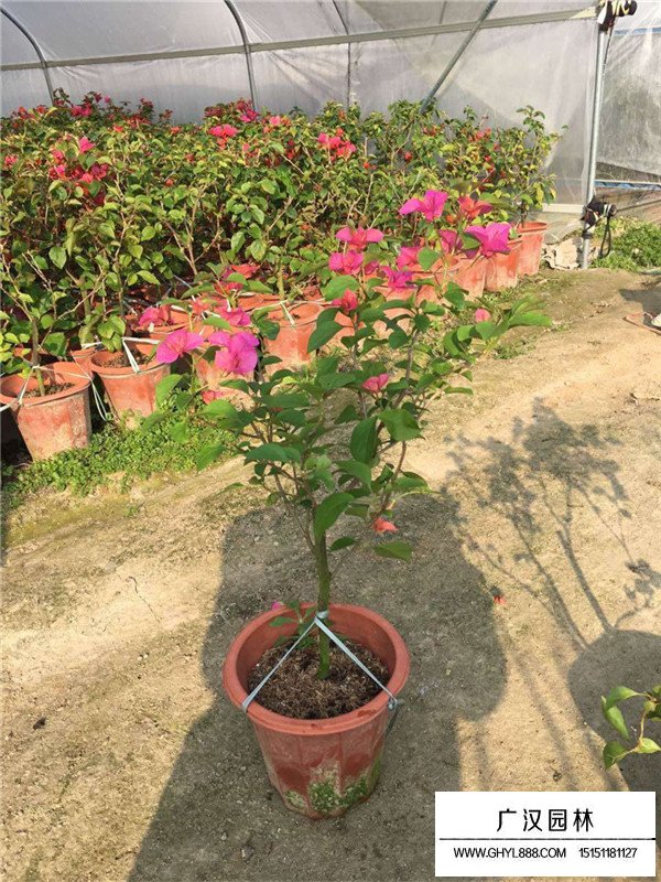 梅花基本信息(圖3)