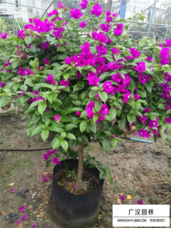 梅花基本信息(圖4)